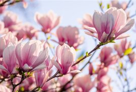 Tuinplanten kopen tuincentrum